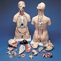 3B Scientific Classic Torso with Open Back Model; 21-Part; Unisex; 38 in. Tall; On Base