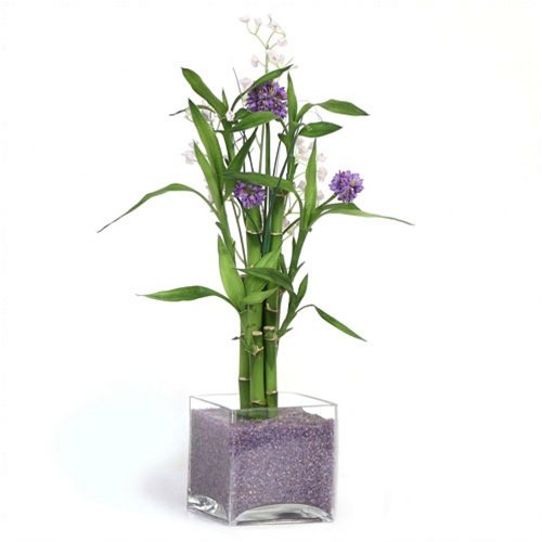 Eastern Leaf Purple Silk Lucky Bamboo