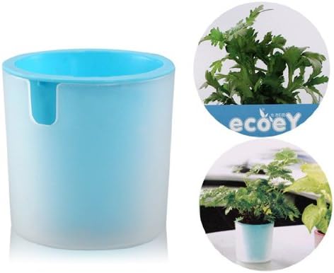 Activated Carbon Hydrocotyle Vulgaris Potted Plant