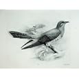 1907 THE CUCKOO CUCULUS CANORUS ADULT BIRD PLATE