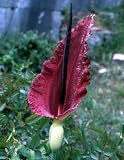 Voodoo Lily 1 Bulb - Dracunculus vulgaris - Indoors/Out