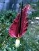 Voodoo Lily 1 Bulb - Dracunculus vulgaris - Indoors/Out