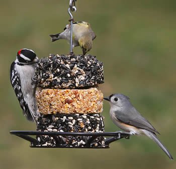 Birdola Stacker Feeder Package
