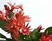 Holiday Cactus - 24