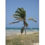 Aruba (Palm Tree on Beach) Art Poster Print - 13x19
