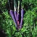 Carrot F1 Purple Haze - 600 Seeds