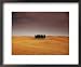 Cypress Trees in Tuscan Field, Val d'Orcia, Siena Province, Tuscany, Italy Places Framed Art Poster Print by Sergio Pitamitz, 22x18