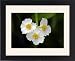Framed Prints of USH-2371 Arrowhead - flowers of plant growing in garden pond from Ardea Wildlife Pets