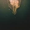 Bild des Albums von Wye Oak