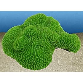 Natures Image No. 50A Green Maze Brain 4 in x 6 in x 2 in Platygyra daedalea Coral Reproduction by Natures Image