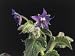 Close-Up of Common Borage Flowers on a Plant (Borago Officinalis) Photographic Poster Print by C. Delu, 30x40