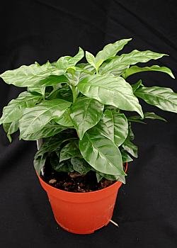 Coffee Bean 10 Seeds - Grow & Brew Your Own