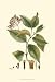 Crimson Botanical I by Hiersman. Size 10.01 inches width by 13.30 inches height. High...