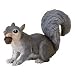 Safari: Grey Squirrel with Acorn