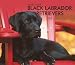 Labrador Retrievers, Black For the Love of  2008 Deluxe Wall Calendar