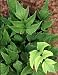 Cyrtomium caryotideum - Dwarf Fishtail Holly Fern
