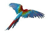 Parrot - 18