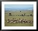 Wary Antelope Survey the African Savanna Framed Art Poster Print, 31x25