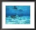 Grand Cayman, Stingray City Unerwater with Stingrays Dasyatis American Animals Framed Photographic Poster Print, 17x14
