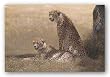 Siesta by W. Michael Frye 36"x24" Art Print Poster