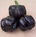 Sweet Tasty Purple Bell Pepper 4 Plants