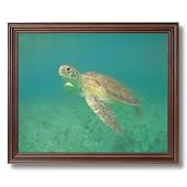 Green Ocean Sea Turtle Animal Wildlife Wall Picture Cherry Framed Art Print