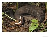 Close-Up of a Cottonmouth, Atchafalaya National Wildlife Refuge, Louisiana Art Photographic Poster Print by Momatiuk & Eastcott, 16x12