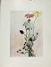Achillea Valeriana Biscutella Sketch Flowers Plant Prin