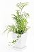 寄せ植え1(陶器入り): モダンな仕上げの涼しげな観葉植物寄せ植えです。少し背が高めの観葉植物をメインに、まわりに遠慮しがちに植物をちりばめたイチオシの商品です。癒し系NO1のこの商品、白い陶器鉢もとっても似合っているでしょ