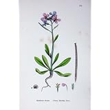 古めかしい Shrubby 標準的な植物学は C1902 ストックを植えます