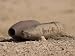 Inert Artillery Rounds Litter Camp Wolfe Photographic Poster Print by Stocktrek Image...