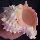 Pink Murex Seashell Beach House Decor