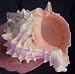 Pink Murex Seashell Beach House Decor
