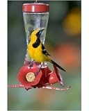 Photographic Print of Hooded Oriole - male, at a hummingbird feeder. from Ardea