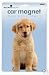 Large Golden Retriever Dog Car / Truck Magnet
