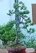 Aleppo Pine Bonsai 30 Seeds