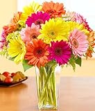Colorful Gerbera