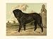 Mastiff Animals Art Poster Print by Vero Shaw, 13x10