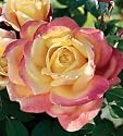 Bella'roma Hybrid Tea Rose