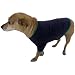 American Apparel - Baby Rib Dog T (4905)