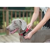 Premier PlaySafe Daycare Safety Dog Collar, Large 3/4-Inch