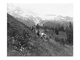 People on horseback, on trail, Van Trump Park, Mt. Rainier National Park, Washington Poster (24.00 x 18.00)