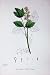 Botany Plants C1902 Herb Christopher Actaea Spicata