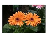 Orange Gerberas Emerging Artists Photographic Poster Print by Paul MacDonald, 20x16