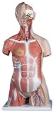 3B Scientific Deluxe Muscle Torso, 31-part