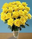 Send Fresh Cut Flowers - 25 Long Stem Yellow Roses