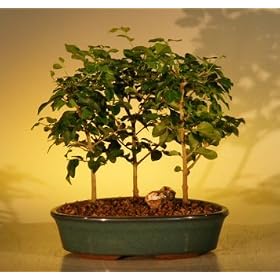 Bonsai Boy's Flowering Ligustrum Bonsai Tree - Three Tree Forest Group(ligustrum lucidum)