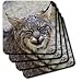 Bobcat closeup (captive).(Lynx rufus).Arizona - Set Of 4 Coasters - Soft
