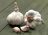 1 Bulb Isle of Wight Seed Garlic Bulb Solent Wight: Sow Autumn or Spring