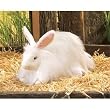 Angora Rabbit Puppet by Folkmanis